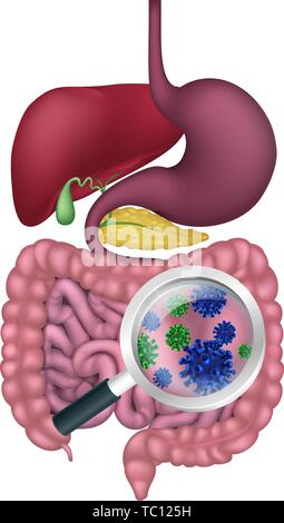 Les bactéries intestinales probiotiques La flore du système digestif Illustration de Vecteur