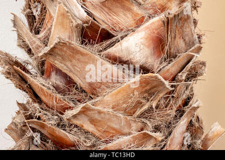 Close-up d'un tronc d'une écorce de palmier Banque D'Images