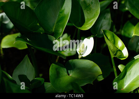 Calla, dragon aussi racine calla des marais Banque D'Images