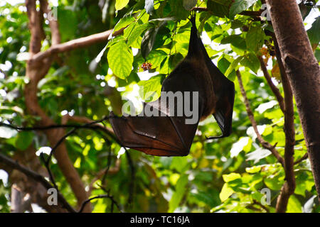 Fruit bat, le Zoo de Londres, Londres, Angleterre, Royaume-Uni Banque D'Images