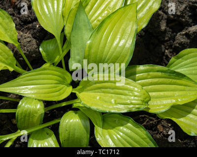 Un gros plan du feuillage vert lime de Hosta Chinese Sunrise Banque D'Images