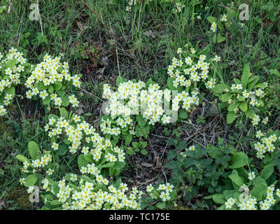 Touffe de primevères sauvages (Primula vulgaris) croissant sur le bord d'un champ Banque D'Images
