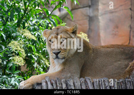 Lion asiatique, originaire de l'Inde. Lionne ou young male lion au Zoo de Londres, Londres, Angleterre, Royaume-Uni Banque D'Images