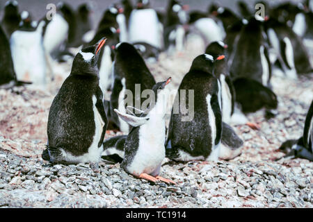 L'antarctique, Penguin, bébé pingouin, animal, affiche, oiseau, Antarctique, le pergélisol, la glace et la neige, le froid, la neige, la glace des montagnes Banque D'Images