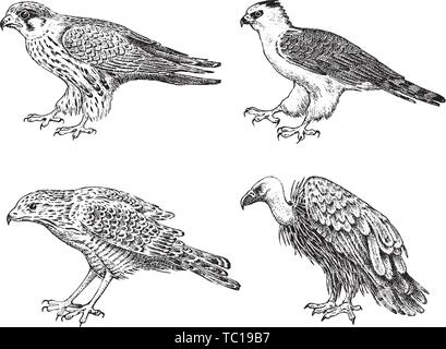 Ensemble d'oiseaux sauvages. Vautour fauve, Autour des palombes, busard pâle, milan noir et blanche. Hand drawn vector sketch dans un style graphique gravée. Illustration de Vecteur