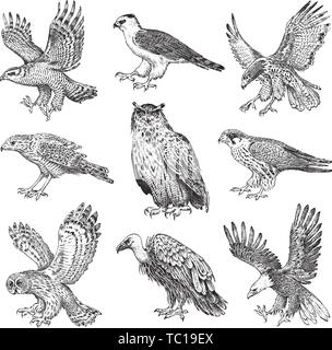 Ensemble d'oiseaux réalistes. Vautour fauve, Autour des palombes, busard pâle, milan noir, Owl et Eagle. Hand drawn vector sketch dans un style graphique gravée. Illustration de Vecteur