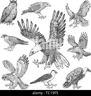 Ensemble d'oiseaux réalistes. Vautour fauve, Autour des palombes, busard pâle, milan noir, Owl et Eagle. Hand drawn vector sketch dans un style graphique gravée. Illustration de Vecteur