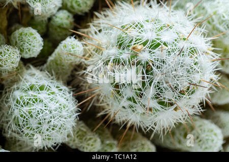 Top View close-up belle ronde cactus vert blanc avec des aiguilles. Nature désert vert flore exotique stilllife concept. Banque D'Images