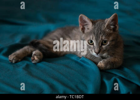 Beau petit chat gris sur le canapé Banque D'Images