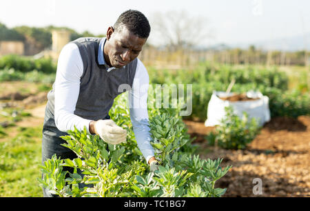 Jardinier amateur afro-américains engagés dans la culture des légumes biologiques, contrôle de buissons de légumineuses Banque D'Images