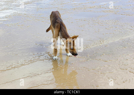 Dingo sur la plage dans le parc national Great Sandy, Fraser Island Waddy Point, Queensland, Australie Banque D'Images