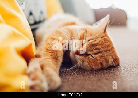 Sleepng gingembre cat sur la table dans la salle de séjour entouré de coussins. Détente à la maison Animaux Banque D'Images