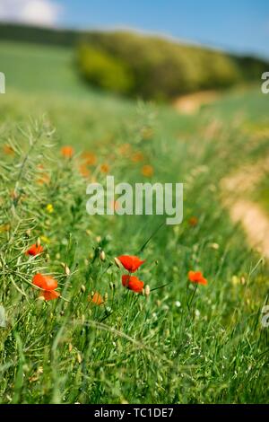 Les jeunes dans la nature Fleurs de pavot au printemps Banque D'Images