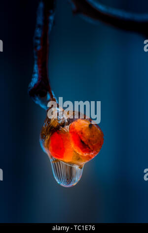 Bittersweet congelé baies provenant de la tempête de glace, Sterling Heights, Michigan, USA Banque D'Images