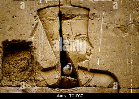 Photo : © Simon Grosset. Un moineau fait un nid dans une fissure dans les murs de temple de Philae, Assouan, Egypte. Archive : image numérisé à partir d'un original trans Banque D'Images