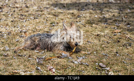 Un chien jouant dans la nature. Banque D'Images