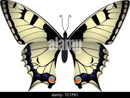 Papillon machaon Papilio machaon sur fond blanc Illustration de Vecteur