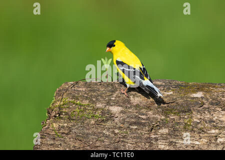 Chardonneret jaune mâle perché sur un journal dans le nord du Wisconsin. Banque D'Images