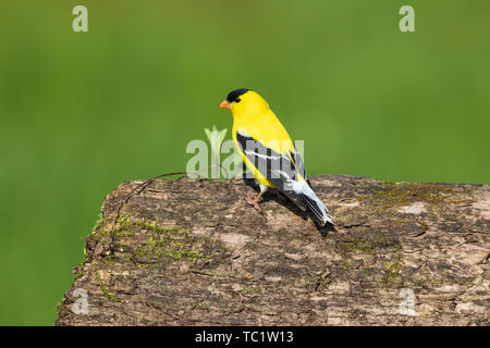 Chardonneret jaune mâle perché sur un journal dans le nord du Wisconsin. Banque D'Images