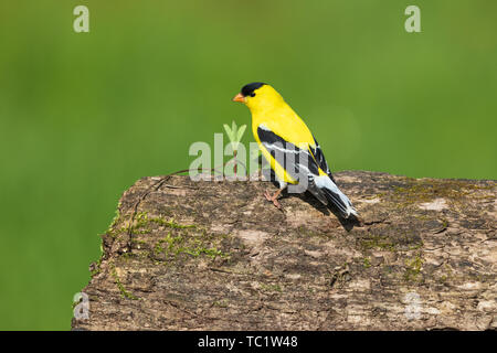 Chardonneret jaune mâle perché sur un journal dans le nord du Wisconsin. Banque D'Images