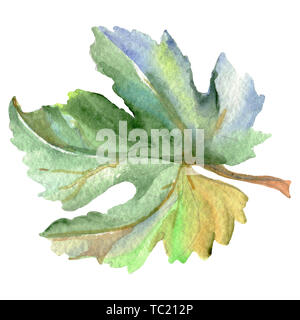 Vert feuille de vigne. Jardin botanique des plantes feuilles feuillage floral. Contexte aquarelle illustration set. Aquarelle Dessin aquarelle mode isolé. Je Banque D'Images