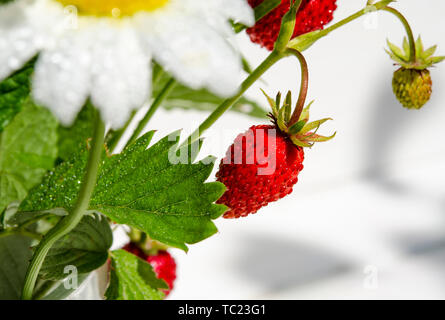 Branches de fraise mûre, rouge, blanc les marguerites et les feuilles de menthe dans un verre d'eau sur un moignon de bois dans le contexte de l'herbe verte Banque D'Images