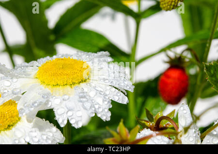 Branches de fraise mûre, rouge, blanc les marguerites et les feuilles de menthe dans un verre d'eau sur un moignon de bois dans le contexte de l'herbe verte Banque D'Images