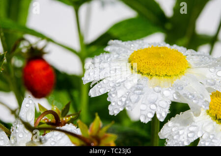 Branches de fraise mûre, rouge, blanc les marguerites et les feuilles de menthe dans un verre d'eau sur un moignon de bois dans le contexte de l'herbe verte Banque D'Images