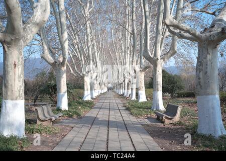 Le paysage ensoleillé de Ming Xiaoling Shichi Road à Nanjing, brille le matin de l'hiver au chaud soleil. Banque D'Images