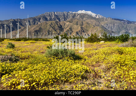 Fleurs sauvages et les éoliennes à San Gorgonio Pass près de Palm Springs, Californie, USA. Banque D'Images