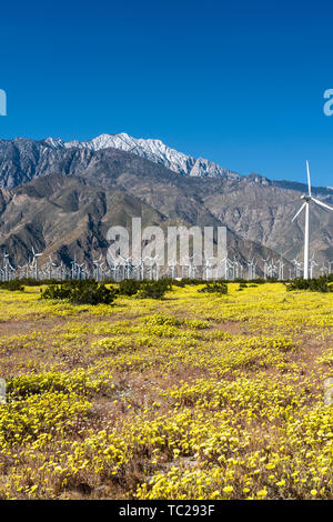 Fleurs sauvages et les éoliennes à San Gorgonio Pass près de Palm Springs, Californie, USA. Banque D'Images