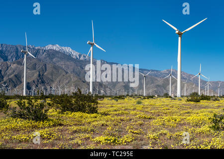 Fleurs sauvages et les éoliennes à San Gorgonio Pass près de Palm Springs, Californie, USA. Banque D'Images