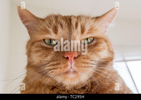 Gros chat orange à directement à l'appareil photo, les oreilles s'est avéré sur le côté, la colère de signalisation, de l'ennui, de l'irritation ; Banque D'Images