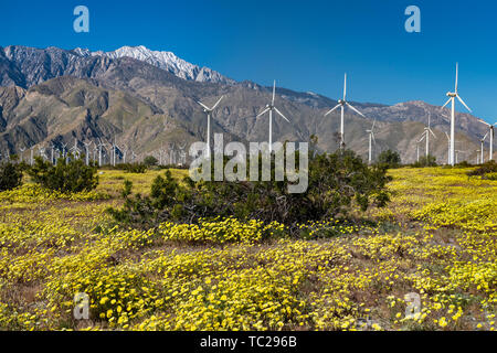 Fleurs sauvages et les éoliennes à San Gorgonio Pass près de Palm Springs, Californie, USA. Banque D'Images
