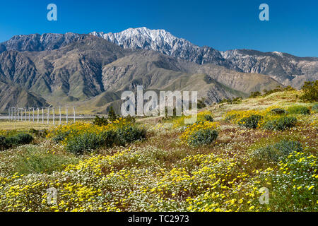 Fleurs sauvages et les éoliennes à San Gorgonio Pass près de Palm Springs, Californie, USA. Banque D'Images