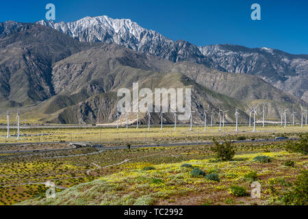 Fleurs sauvages et les éoliennes à San Gorgonio Pass près de Palm Springs, Californie, USA. Banque D'Images