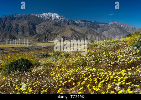 Fleurs sauvages et les éoliennes à San Gorgonio Pass près de Palm Springs, Californie, USA. Banque D'Images