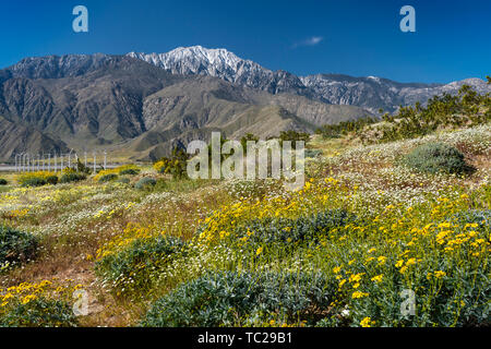 Fleurs sauvages et les éoliennes à San Gorgonio Pass près de Palm Springs, Californie, USA. Banque D'Images