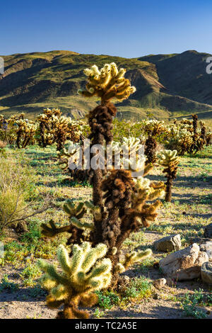 Cholla cactus garden à Joshua Tree National Park, Californie, USA. Banque D'Images