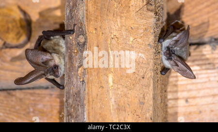 Deux chauves-souris gris (Plecotus austriacus) est une assez grande chauve-souris d'Europe. Il possède des oreilles, longue et avec un pli. Elle chasse abo Banque D'Images