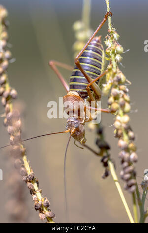 Selle célèbre bush adossé à cricket (Ephippiger ephippiger). Cette sauterelle distinctif se trouve dans l'ensemble de l'Europe à l'exception des îles britanniques. C'est savoir Banque D'Images