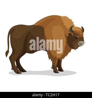 Animal Aurochs de couleur brune avec deux cornes, petite queue isolé sur blanc. Illustration vecteur de type de grand bétail sauvages qui habitaient E Illustration de Vecteur