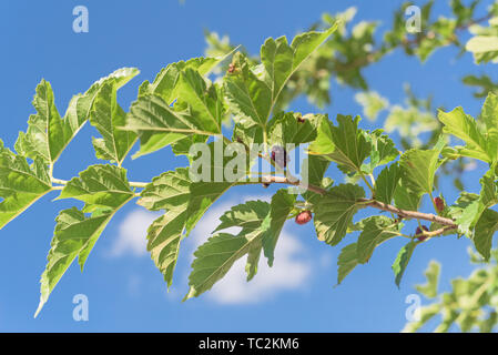 Fruits frais mûrs mulberry sous ciel bleu prêt pour la récolte dans le Texas, USA Banque D'Images