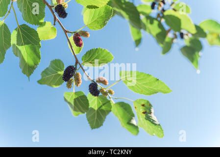 Fruits frais mûrs mulberry sous ciel bleu prêt pour la récolte dans le Texas, USA Banque D'Images