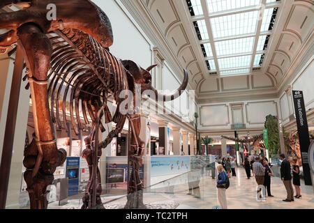 Washington, DC, USA. 4 juin, 2019. Personnes visitent le nouveau dinosaure fossile et hall de la Smithsonian's National Museum of Natural History de Washington, DC, États-Unis, le 4 juin 2019. Le Smithsonian National Museum of Natural History rouvrira ses fossiles de dinosaures et le 'hall David H. Koch Hall de fossiles--temps profond" le 8 juin. Les 31 000 pieds carrés exposition mettra en vedette une authentique squelette de Tyrannosaurus rex aux côtés de plus de 700 autres spécimens fossiles, y compris les mammifères, les reptiles, les plantes et les insectes. Credit : Liu Jie/Xinhua/Alamy Live News Banque D'Images