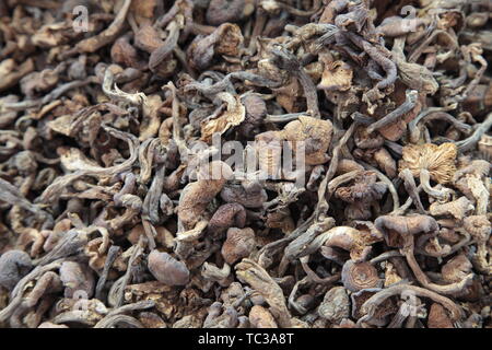 Matsutake still life Banque D'Images