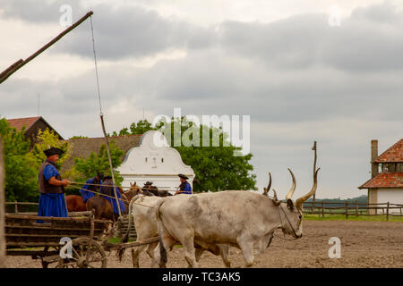 Puszta, Hongrie - le 23 mai 2019:l'homme en costume traditionnel de conduite oxcart horst coral de Puszta, Hongrie. rural Banque D'Images