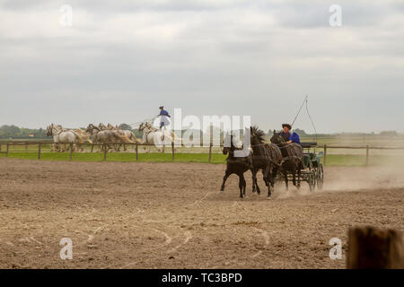 Kalocsa, Hongrie, Puszta - Mai 23, 2019 : Csikos Hungarian equestrains effectuant cascades dans corral. Banque D'Images