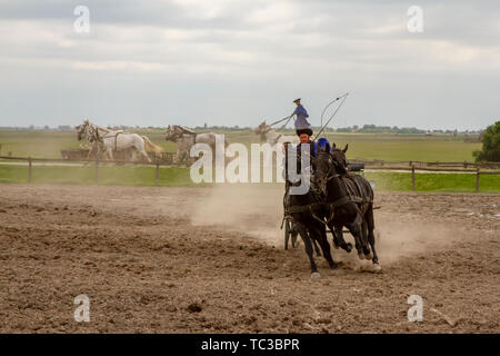 Kalocsa, Hongrie, Puszta - Mai 23, 2019 : Csikos Hungarian equestrains effectuant cascades dans corral. Banque D'Images