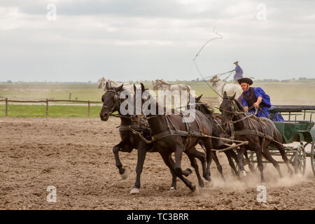 Kalocsa, Hongrie, Puszta - Mai 23, 2019 : Csikos Hungarian equestrains effectuant cascades dans corral. Banque D'Images